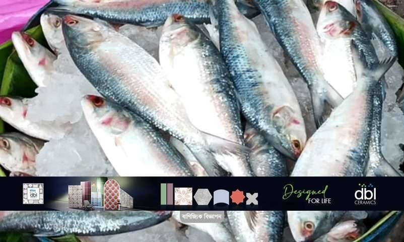 দুর্গাপূজায় ভারতে রপ্তানির জন্য প্রস্তুত বাংলাদেশের ইলিশ মাছ