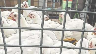 ব্রয়লার মুরগির দাম, মুরগির বাজার দর ২০২৬, রমজানে নিত্যপণ্যের দাম, ঢাকার বাজার পরিস্থিতি, ব্রয়লার ২০০ টাকা, মাংসের দাম বৃদ্ধি, বাজার সিন্ডিকেট, নিত্যপণ্যের বাজার অস্থিরতা, Broiler Chicken Price, Chicken Price Update Bangladesh, Ramadan Bazar 2026, Dhaka Market Price, Meat Price Hike, Kitchen Market Report, Protein Crisis Bangladesh, Food Inflation