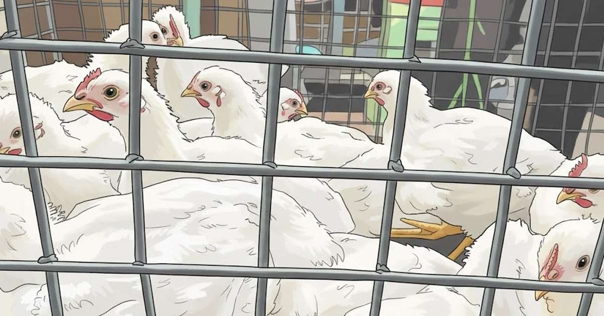 ব্রয়লার মুরগির দাম, মুরগির বাজার দর ২০২৬, রমজানে নিত্যপণ্যের দাম, ঢাকার বাজার পরিস্থিতি, ব্রয়লার ২০০ টাকা, মাংসের দাম বৃদ্ধি, বাজার সিন্ডিকেট, নিত্যপণ্যের বাজার অস্থিরতা, Broiler Chicken Price, Chicken Price Update Bangladesh, Ramadan Bazar 2026, Dhaka Market Price, Meat Price Hike, Kitchen Market Report, Protein Crisis Bangladesh, Food Inflation