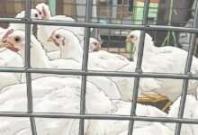 ব্রয়লার মুরগির দাম, মুরগির বাজার দর ২০২৬, রমজানে নিত্যপণ্যের দাম, ঢাকার বাজার পরিস্থিতি, ব্রয়লার ২০০ টাকা, মাংসের দাম বৃদ্ধি, বাজার সিন্ডিকেট, নিত্যপণ্যের বাজার অস্থিরতা, Broiler Chicken Price, Chicken Price Update Bangladesh, Ramadan Bazar 2026, Dhaka Market Price, Meat Price Hike, Kitchen Market Report, Protein Crisis Bangladesh, Food Inflation